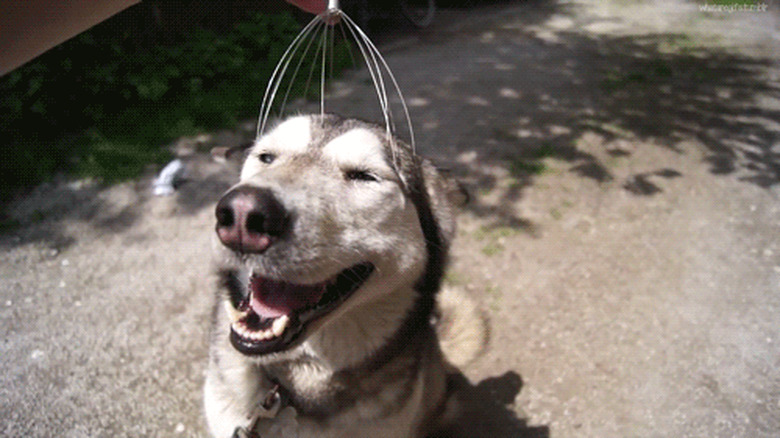 happy dog gets massage with head scratcher