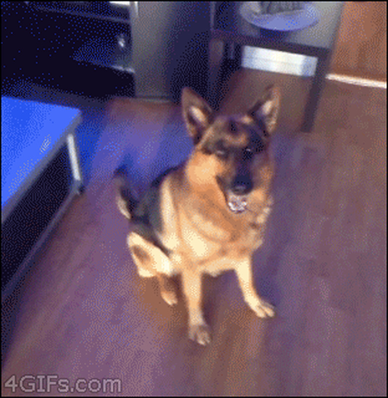 dog doing a dance