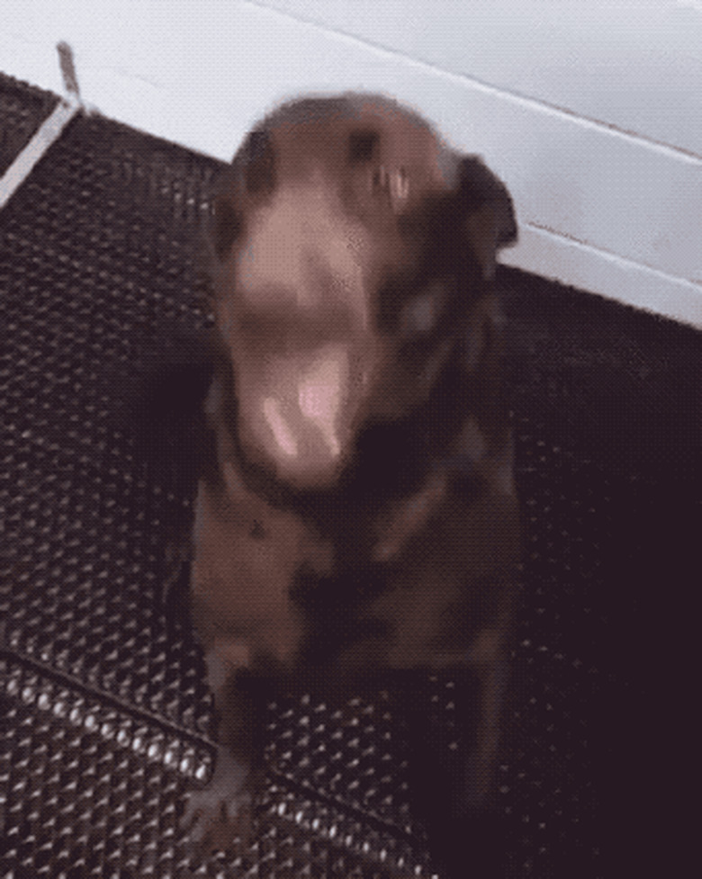 excited dog does tippy taps