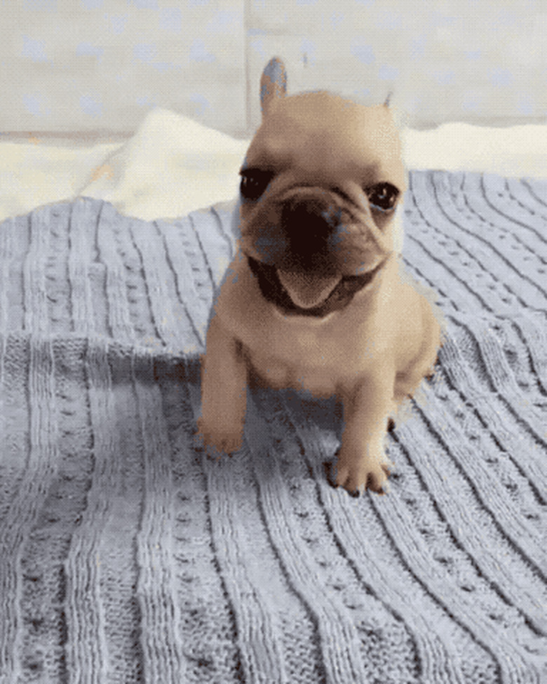 pug puppy loves blanket