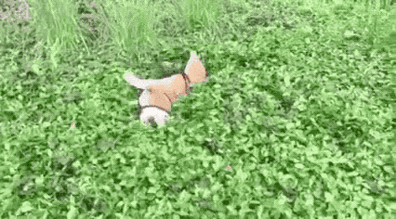 dog rolls down hill