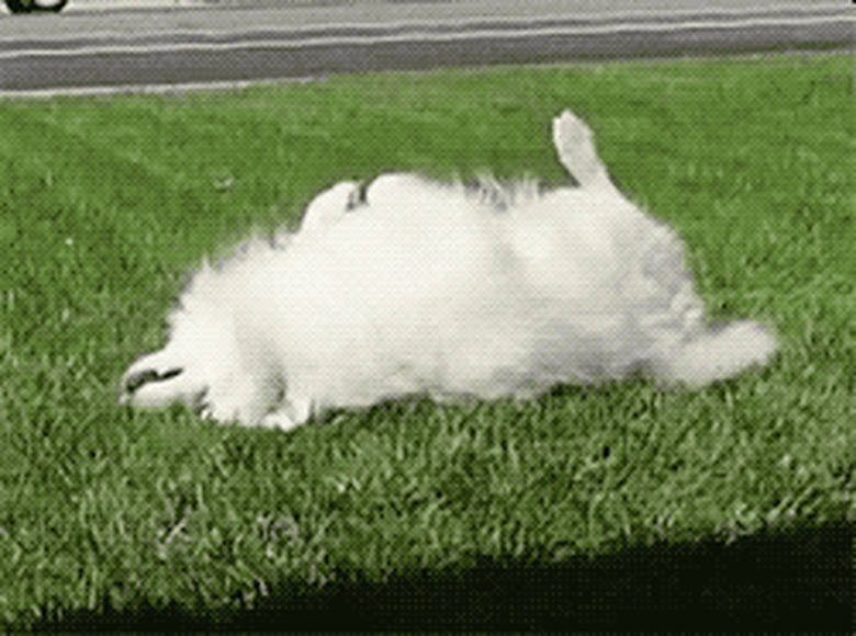 dog rolling around excitedly in grass