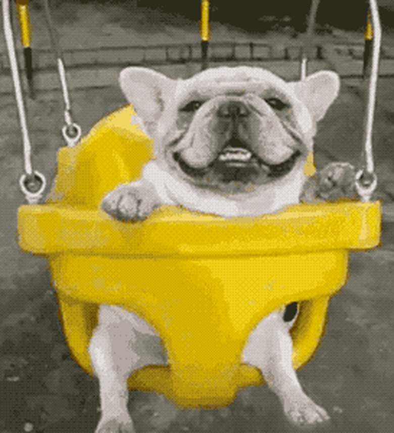 dog in a swing