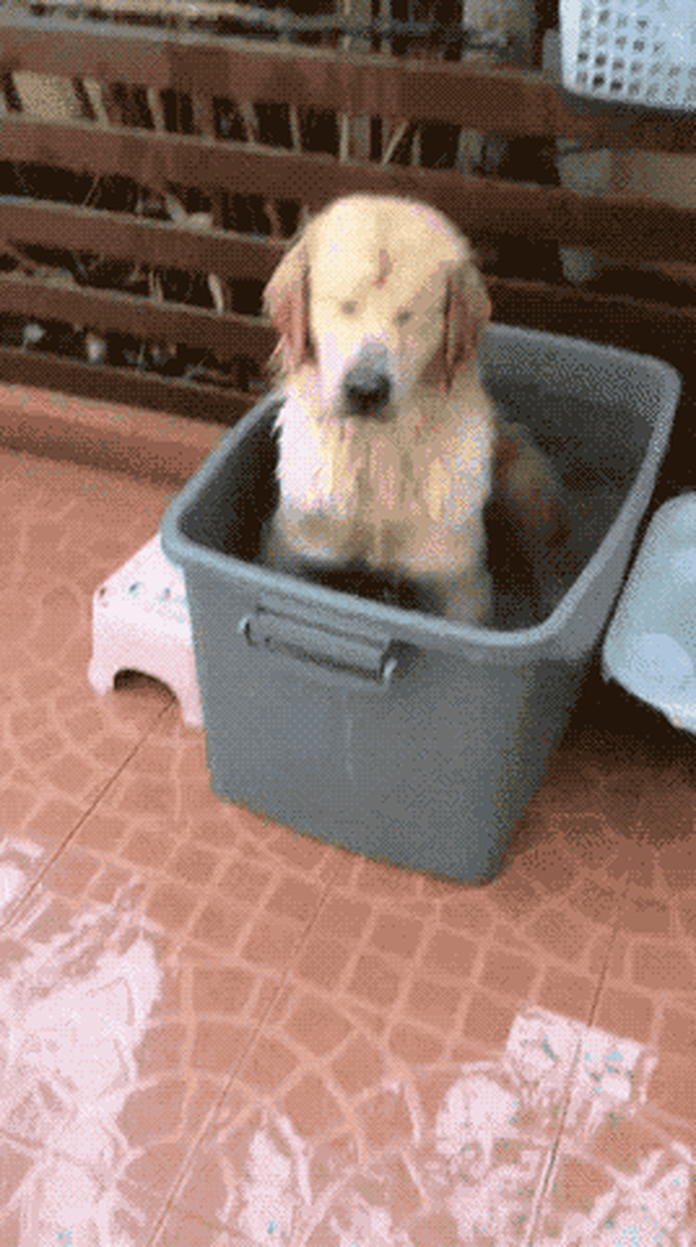 dog excitedly splashing water