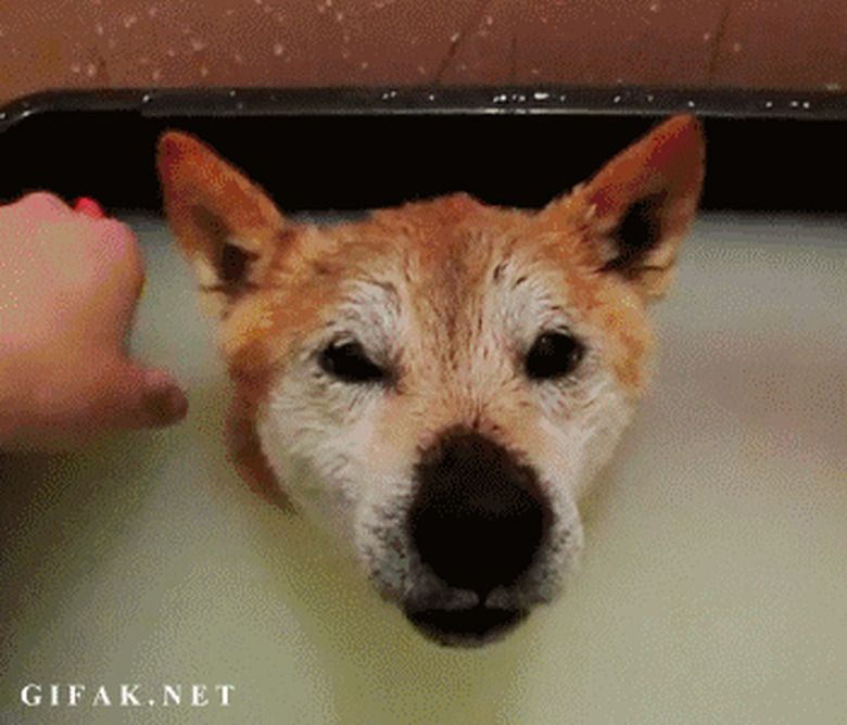 excited dog in bath with rubber ducky on head