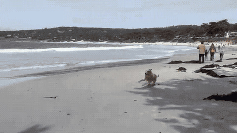 dog excited to run around beach