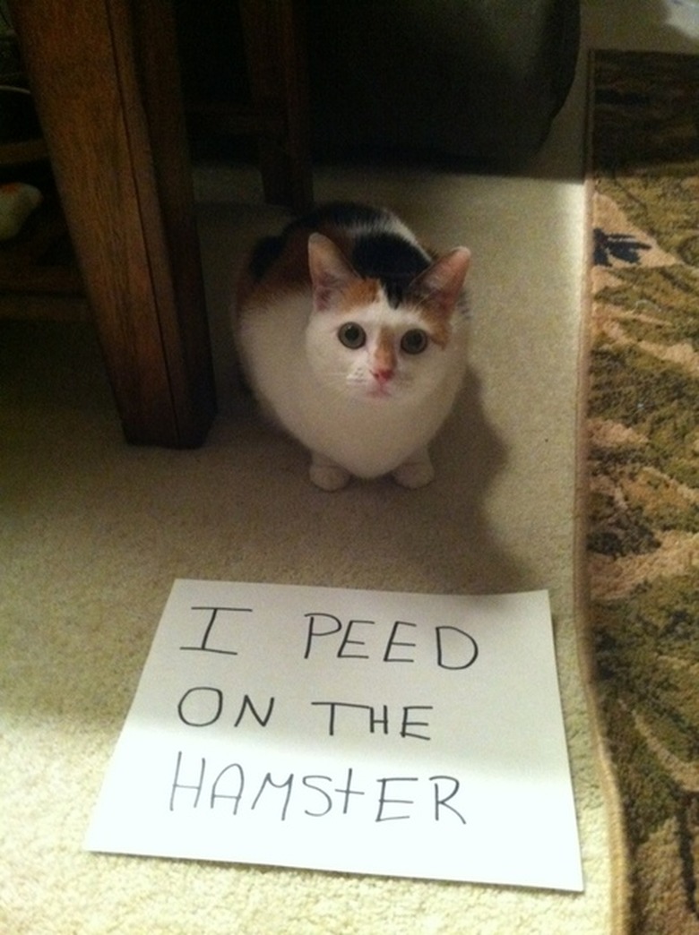 Best Cat Shaming Pictures on the Internet