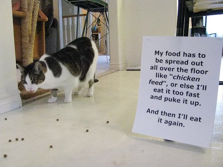 cat spreads food on floor