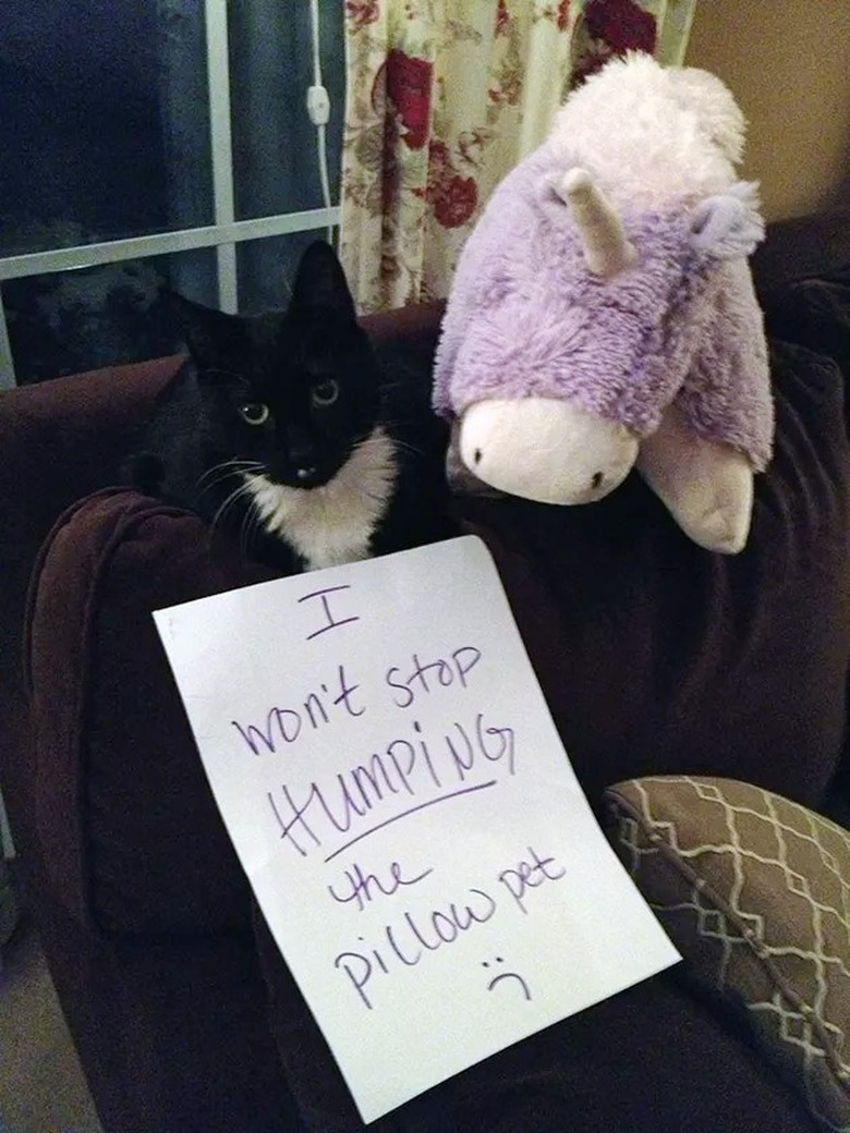 cat humps stuffed animals