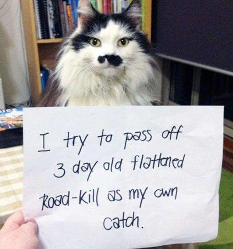 Best Cat Shaming Pictures on the Internet