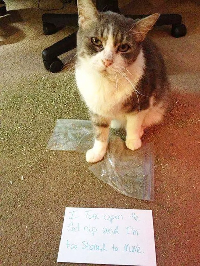 cat tears into bag of catnip