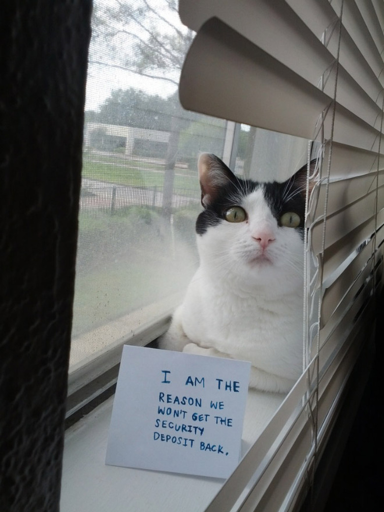 Best Cat Shaming Pictures on the Internet