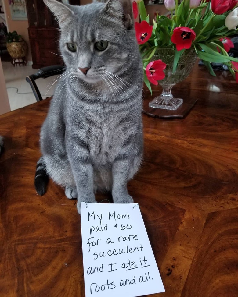 cat eats expensive succulent