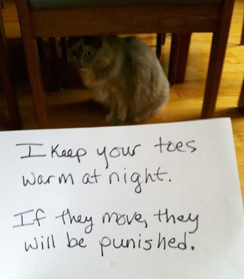 cat threatens to bite toes