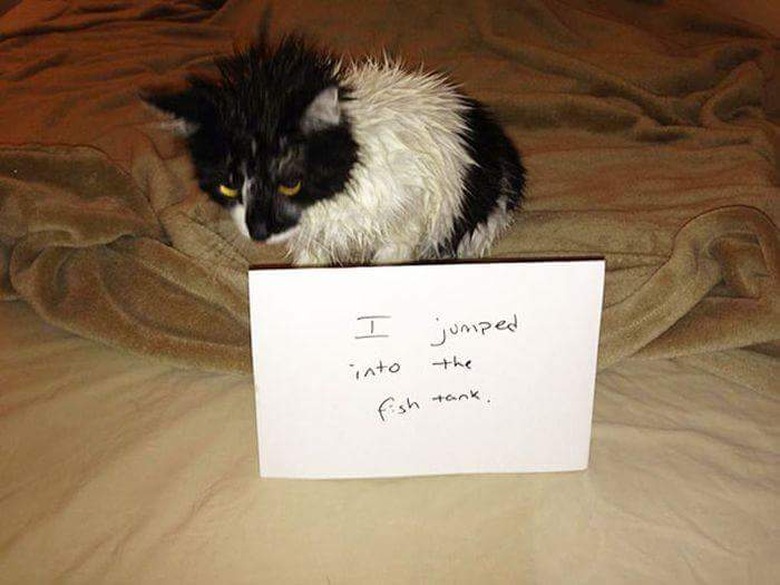 Best Cat Shaming Pictures on the Internet