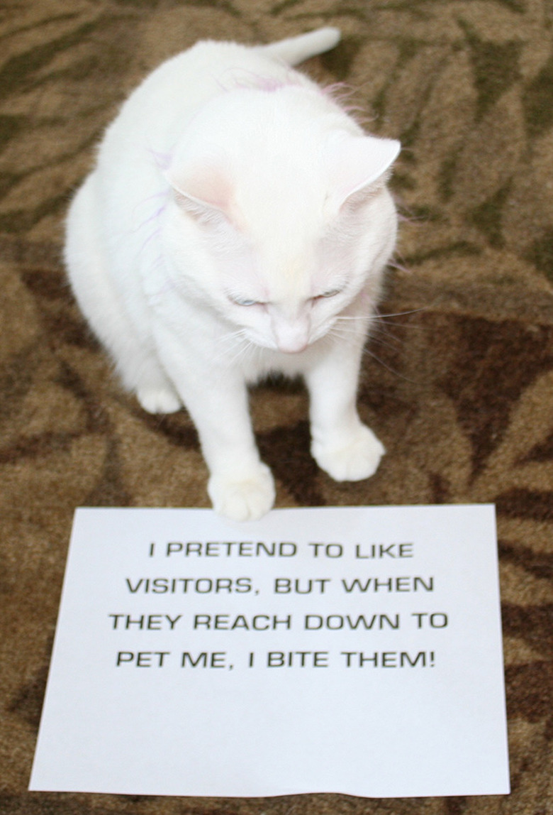 Best Cat Shaming Pictures on the Internet