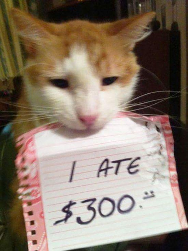 Best Cat Shaming Pictures on the Internet