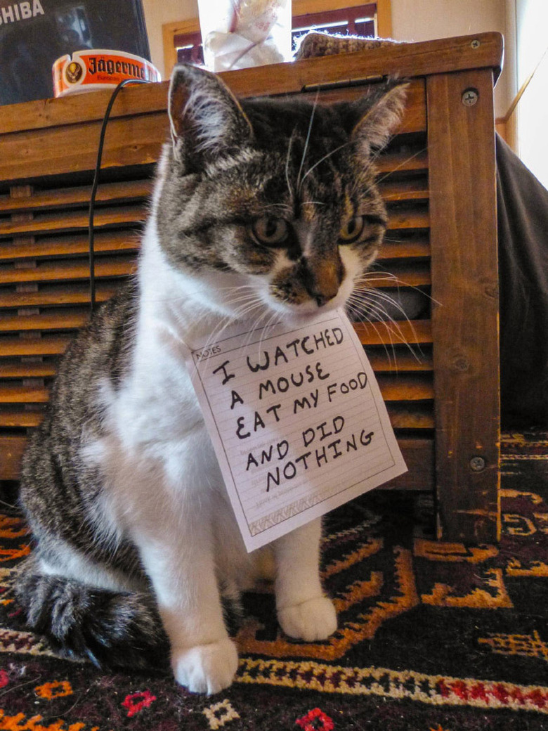 Best Cat Shaming Pictures on the Internet