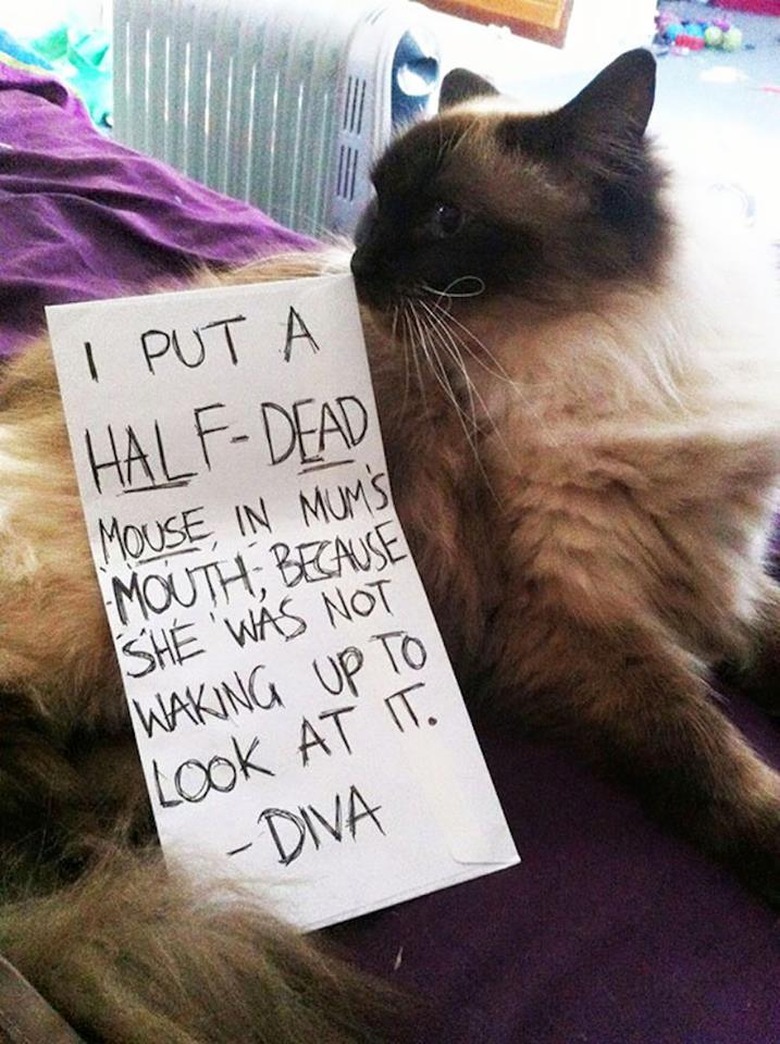 Best Cat Shaming Pictures on the Internet