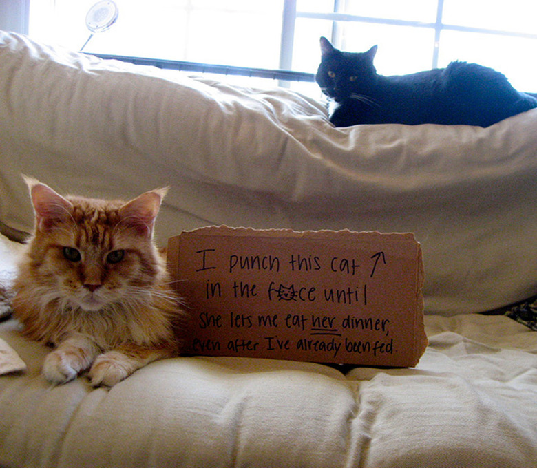 Best Cat Shaming Pictures on the Internet