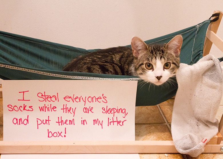 Best Cat Shaming Pictures on the Internet