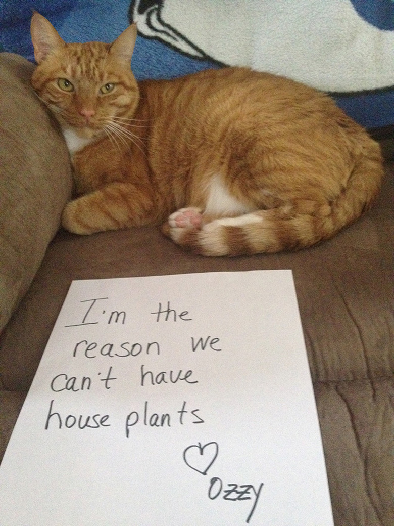 Best Cat Shaming Pictures on the Internet