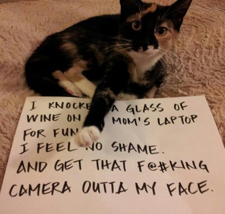 cat knocks wine glass over