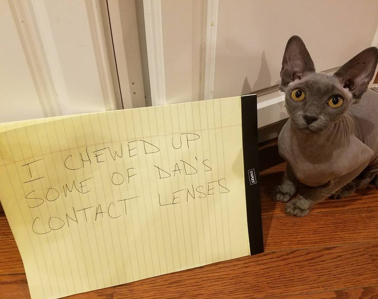 cat eats man's contact lenses