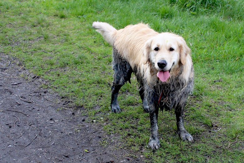 Messy Golden Retriever Standing On Grassy Field