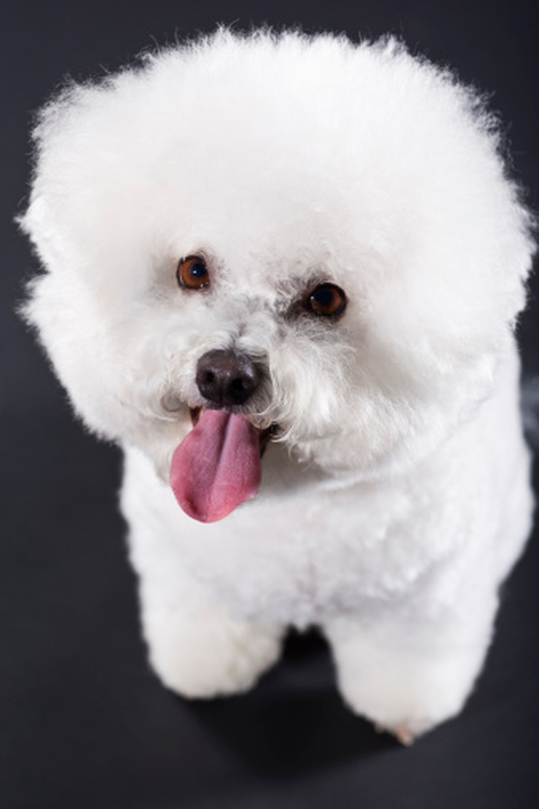 Bichon frise eyes tear staining best sale