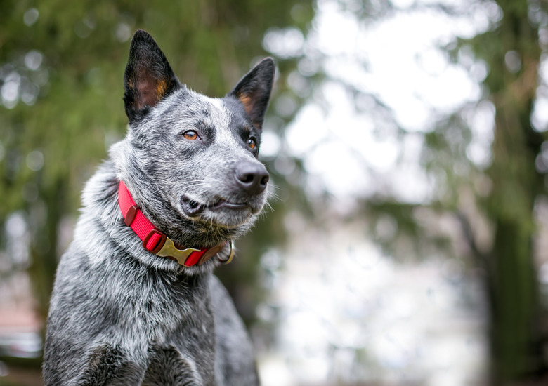 An Australian Cattle Dog wearing a red collar outdoors