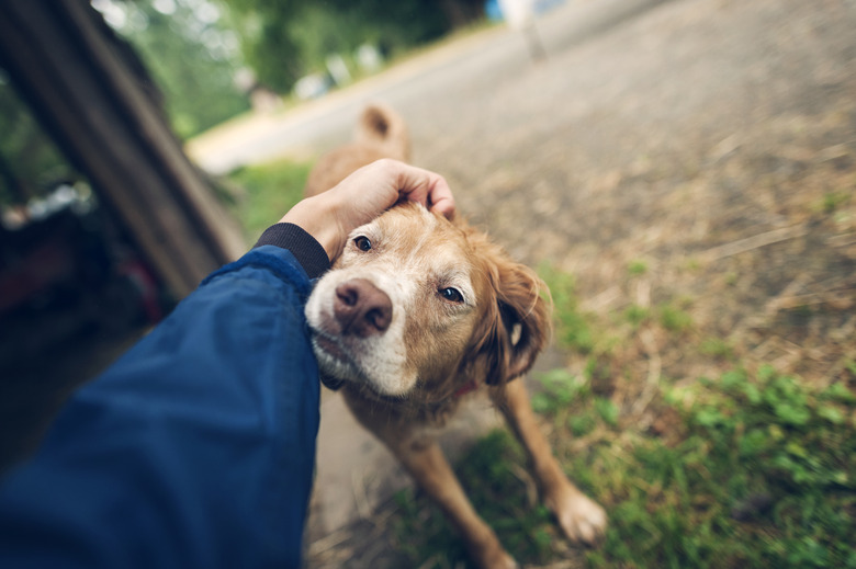 Close up of a brown dog being petted outside