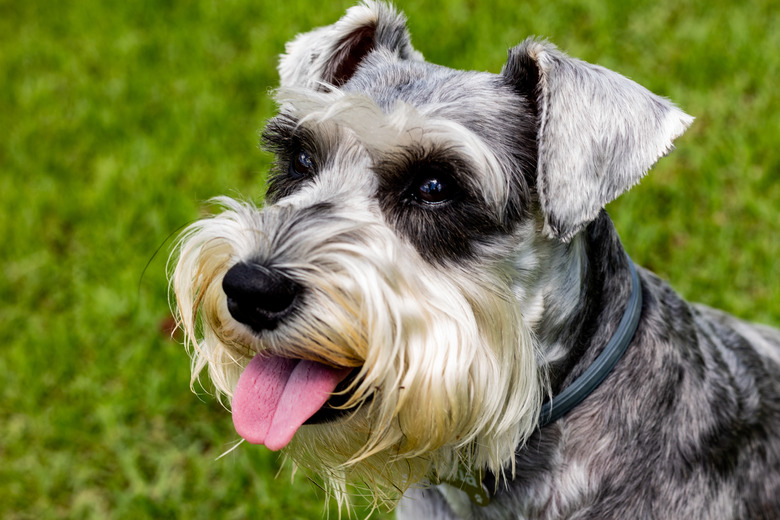 Gray Schnauzer Mini at Green Grass Background