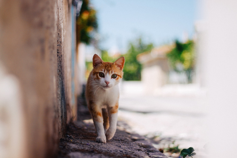 Tabby cat portrait