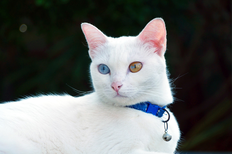 Khao manee with a blue and gold eye, looking off to the side.