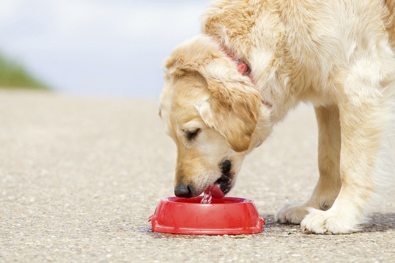 Dog drinking water