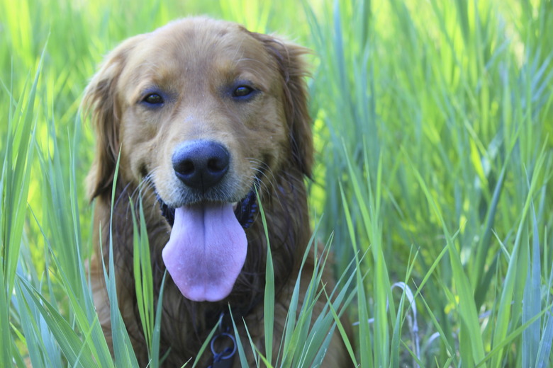 Golden retriever in tall grass