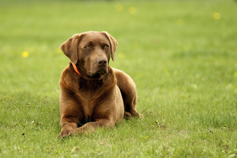 Chocolate Labrador Retriever