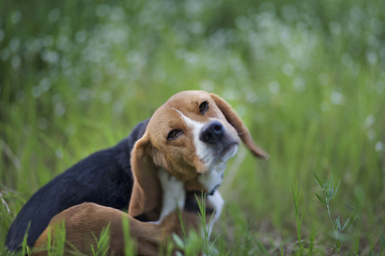 Beagle dog  in the wiild flower field.