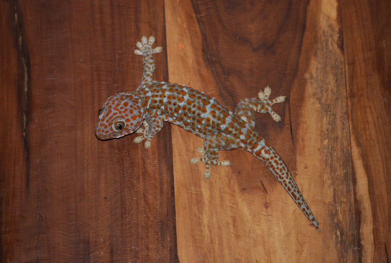 What Kinds Of Fruit Do Geckos Eat Cuteness