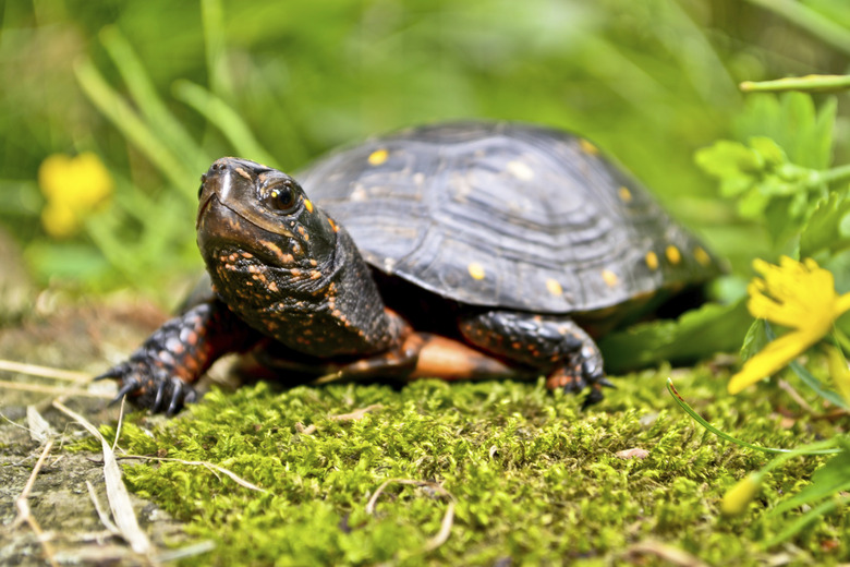 Spotted Turtle