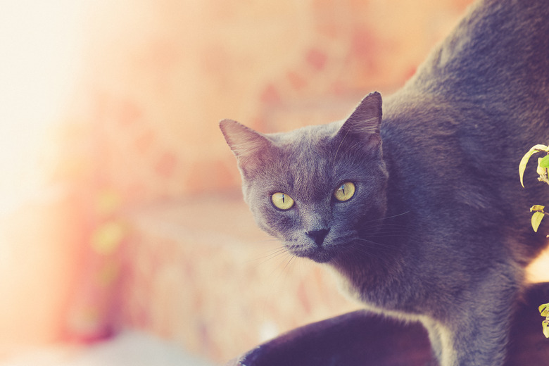 Korat Cat looking at the camera