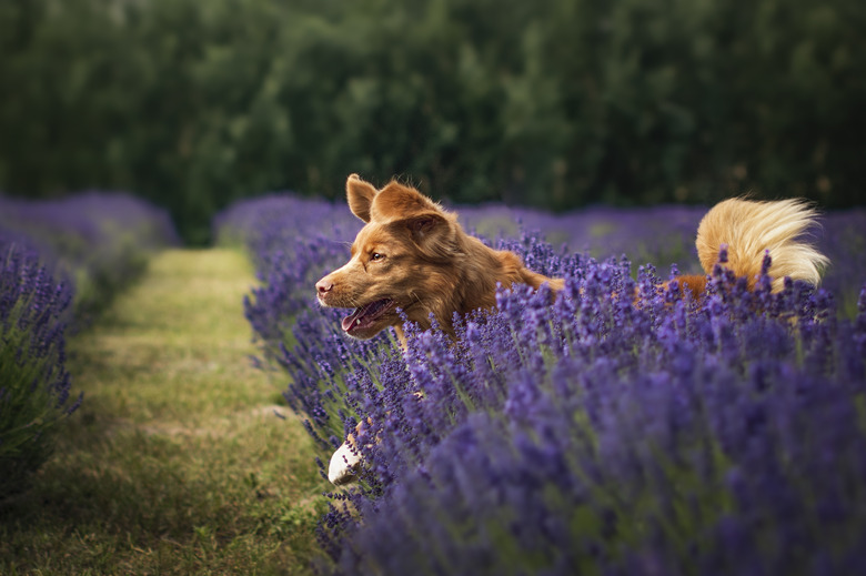 Nova Scotia Duck Tolling Retriever running through lavender field,Poland