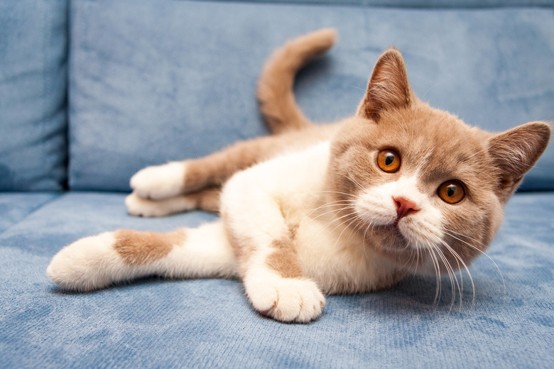 A cute British lilac white bicolour cat is lying on a blue sofa