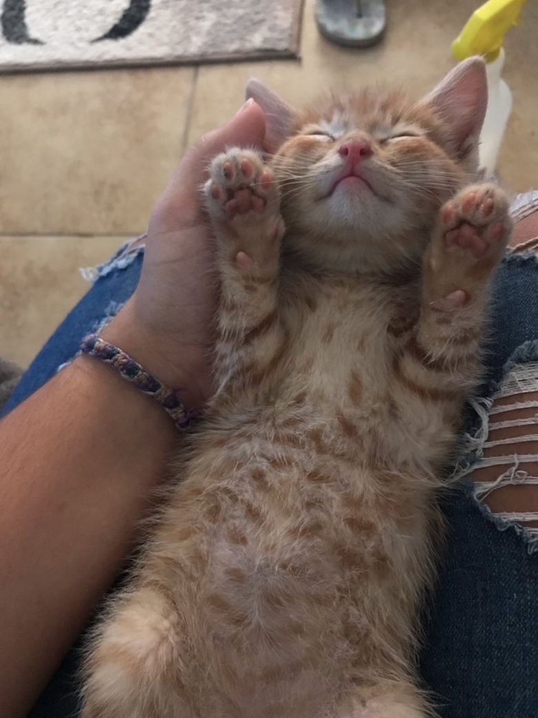 orange cat sleeping with belly showing.