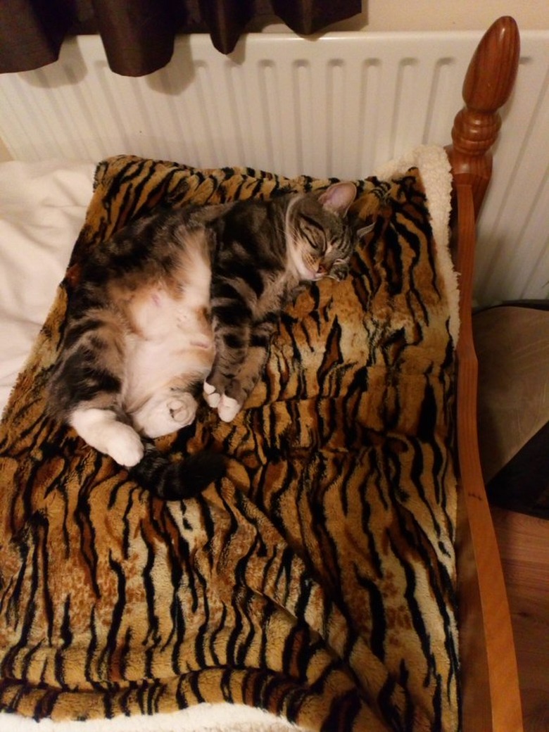 cat sleeping on tiger striped blanket.