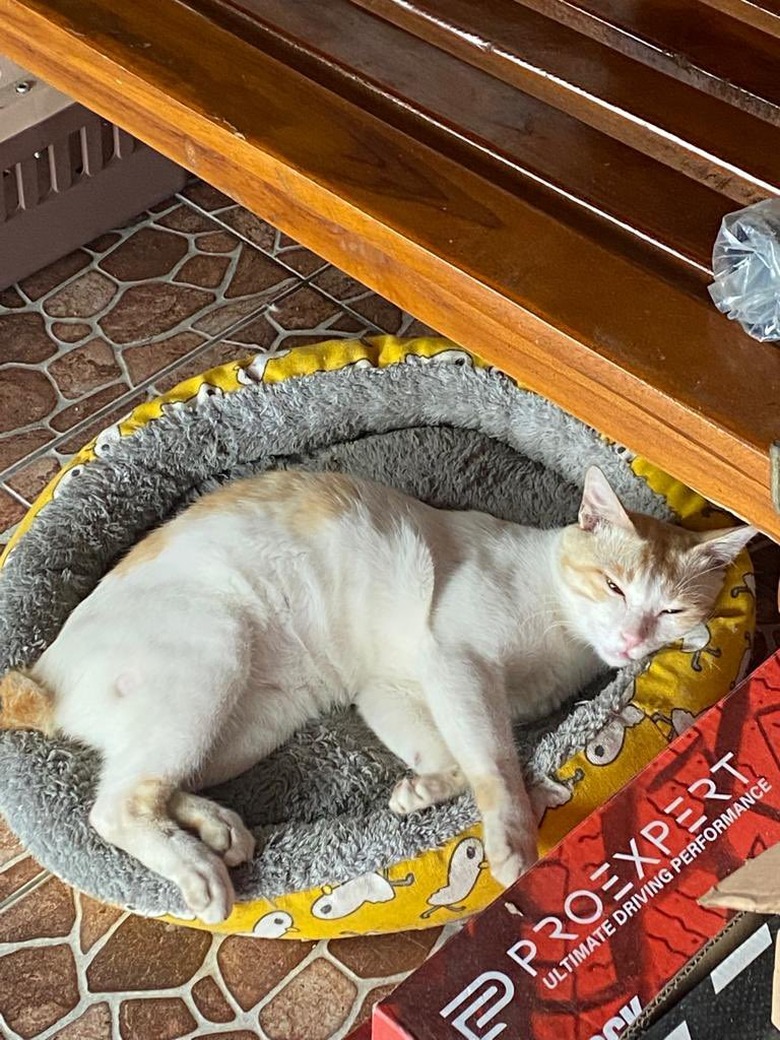 cat sleeping in cat bed.