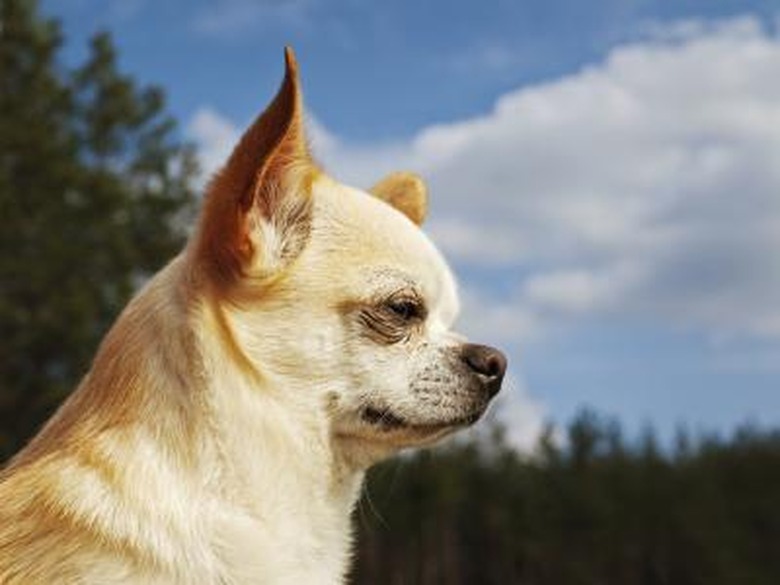 A profile of a white Chihuahua outside