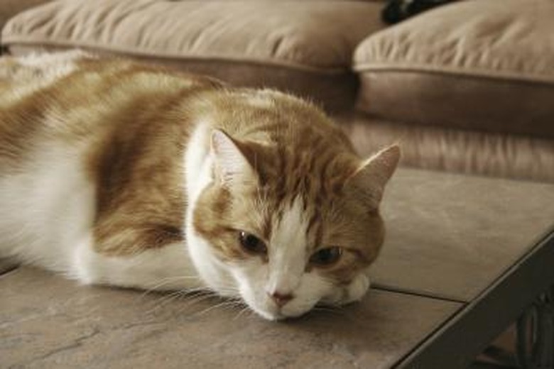 Orange and white tabby cat resting on front paw.