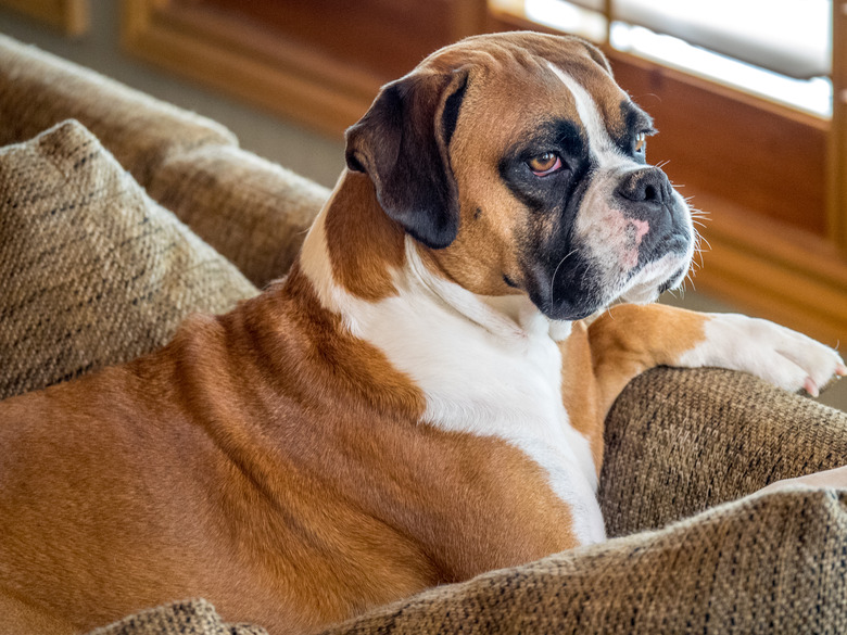 Young boxer dog indoors